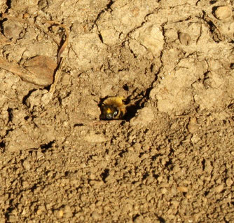 Die Frühlings-Seidenbiene baut ihre Brutzellen in den Erdboden und kleidet sie mit einem seidigen Sekret aus.