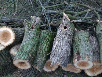 Achtlos gefällter Höhlenbaum, in dem ein Buntspecht brütete. Foto: Beatrice Jeschke