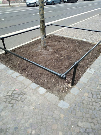 Wenn die Vegetation von Baumscheiben rigoros entfernt wird, sind sie ökologisch weitgehend wertlos. Foto: NABU Leipzig