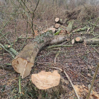Im Abtnaundorfer Park wurden Anfang März ökologisch wertvolle alte Bäume gefällt. Foto: NABU Leipzig
