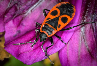 Feuerwanze. Foto: NABU/Holger Rüdel