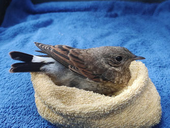 Ein seltener Steinschmätz ist der Vogel Nummer 10.000, der von der Wildvogelhilfe des NABU Leipzig gerettet wurde. Er hatte nach dem Zusammenstoß mit einem Fahrzeug ein Schädel-Hirn-Trauma. Foto: NABU Leipzig