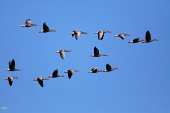 Fliegende Graugänse. Foto: Jürgen Podgorski/NABU-naturgucker.de