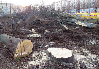 Im Eiltempo wurden 500 m² wertvolle Hecken gerodet und 12 Bäume gefällt, bevor der NABU eingreifen konnte. Foto: NABU Leipzig