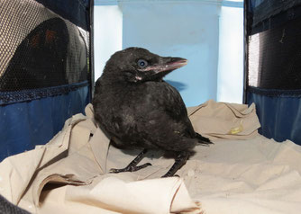 Junge Krähe in der Wildvogelhilfe des NABU Leipzig. Foto: NABU Leipzig