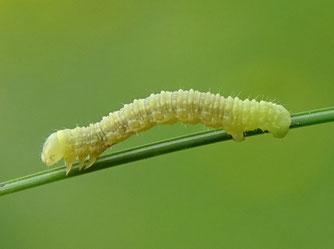 Spannerraupe. Foto: NABU Leipzig