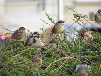 Haussperlinge sind nicht nur auf Nistplätze in Gebäuden angewiesen, sondern auch auf benachbarte Sträucher als Ruheplatz. Foto: NABU Leipzig