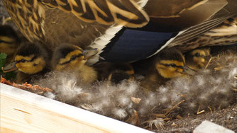 Die Entenmutter erkennt die oftmals ungeeigneten Nistplätze nicht als Gefahr für den Nachwuchs. Fotos: NABU Leipzig