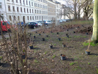 Mit ökologisch wertvollen Gehölzen wurden die bestehenden Strauchpflanzungen ergänzt und ökologisch aufgewertet. Foto: Beatrice Jeschke