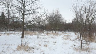 Verschneite Streuobstwiese. Foto: René Sievert