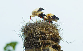 Weißstörche auf ihrem Nest in Lützschena. Foto: Beatrice Jeschke