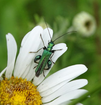 Der Blaugrüne Schenkelkäfer wurde beim Insektensommer auf dem Ostfriedhof nachgewiesen. Foto: Beatrice Jeschke