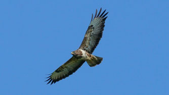 An seinem Flugbild ist der Mäusebussard gut zu erkennen. Foto: René Bauer