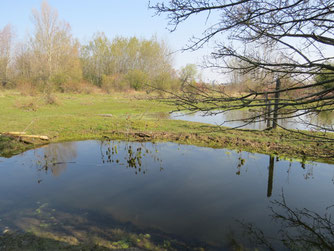 Foto: NABU Leipzig