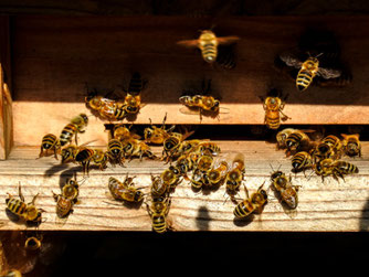 Bienenstock. Foto: NABU/Kathy Büscher