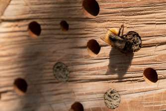 Wildbiene beim "Mauern" eines Bruteingangs. Foto: Pixabay