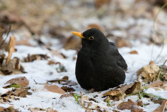 Die Zahlen deuten auf Negativtrend bei der Amsel. Foto: NABU/Frank Derer