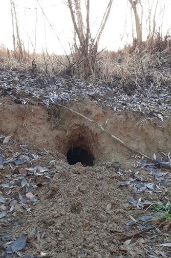 Prädatorendruck: Am Rande der Fläche befindet sich beispielsweise dieser Fuchs- oder Dachsbau. Foto: Michael Dech