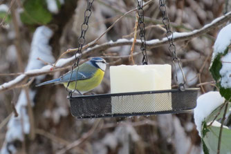 Kokosfett liefert dieser Blaumeise bei frostigen Temperaturen wertvolle Energie. Foto: Karsten Peterlein