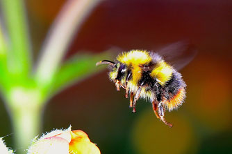 Fliegende Hummel. Foto: Josef Pichler/pixabay