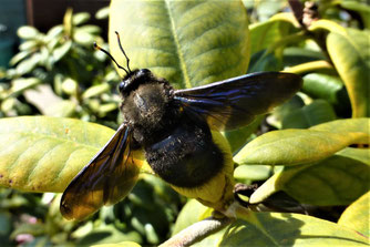 Foto: Hansjürgen Gerstner