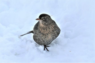 Amsel im Schnee. Foto: Hansjürgen Gerstner