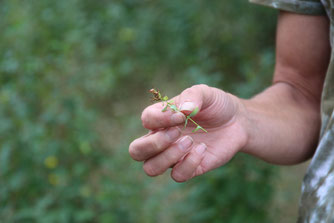 Heilkräuter auf der NABU-Streuobstwiese Knauthain wurden vorgestellt. Foto: Birgit Peil