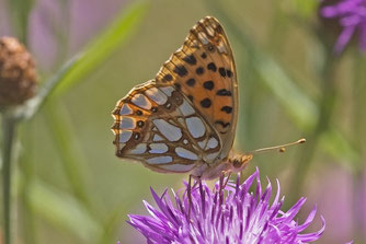 Kleiner Perlmutterfalter (Issoria lathonia). Foto: Reinhard Lehne/naturgucker.de