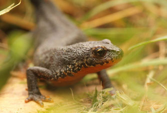 Der Bergmolch, Lurch des Jahres 2019. Foto: Frank Beisheim/naturgucker.de