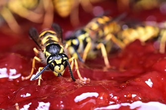 Wespen auf Marmelade. Foto: Claudia Wollesen/pixabay