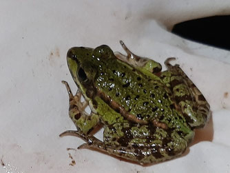 Auch dieser kleine Frosch wurde sicher zum Laichgewässer gelotst. Foto: Tina Frank