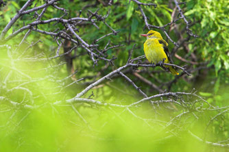 Trotz seiner auffälligen gelben Farbe ist der Pirol ist meist nur zu hören, aber selten zu sehen. Foto: NABU/Mathias Schäf