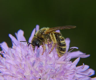 Gelbbindige Furchenbiene Foto: Beatrice Jeschke
