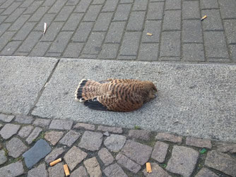 Dieser Turmfalke wurde nur wenige Wochen alt. Foto: Beatrice Jeschke