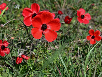 Die Blüten von Anemone coronaria können sehr unterschiedlich gefärbt sein: rot, blau oder violett, aber auch rosa oder weiß. Foto: Hans Schwarting/naturgucker.de