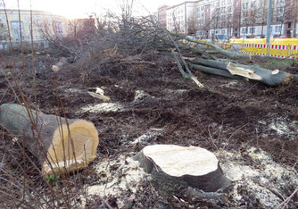 Völlige überraschend begannen im Januar 2021 Rodungen. Große Strauchflächen und viele Bäume wurden beseitigt, ein Artenschutzgutachter war nicht vor Ort um zu prüfen ob gesetzlich geschützte Lebesstätten zerstört wurden. Foto: NABU Leipzig