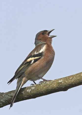 Buchfink. Foto: NABU/Frank Hecker