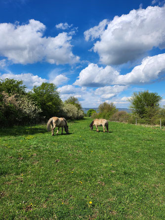 Beweidung in Rahden. Foto © Anna Schulte-Eickholt