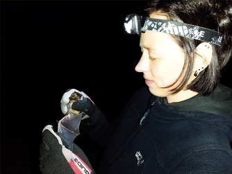 Eine Frau mit Stirnlampe betrachtet den Flügel einer Fledermaus, die sie in der behandschuhten Hand hält