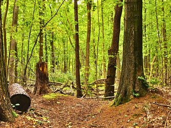 Foto: Hans Schwartin/ NABU-naturgucker.de