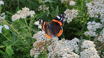 Vanessa atalanta (Admiral) ©Claudia Rapp-Lange / NABU Euskirchen