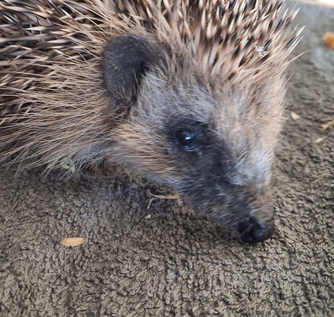 junger Igel in Auffangstation / Foto: Claudia Müller / Wildtierhilfe Nordeifel
