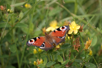 Aglais io (Tagpfauenauge) ©Claudia Rapp-Lange / NABU Euskirchen