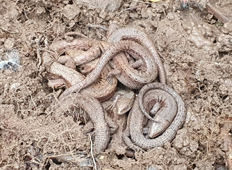 Foto: junge Waldeidechsen (Zootoca vivipara) bei der Überwinterung /Foto von Dr. Marco Mora / NABU Euskirchen