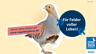 Quelle: NABU-Netz - Foto: Willi Rolfes
