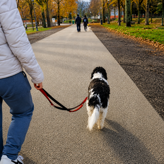 il cane tira al guinzaglio
