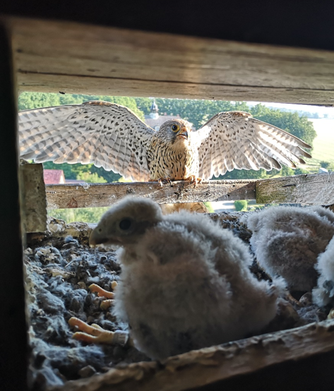 Foto: Nico Stenschke