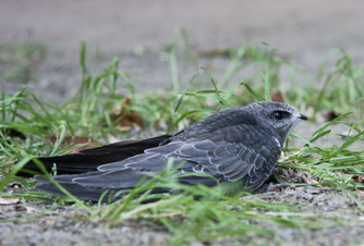 Mauersegler am Boden sind fast immer hilfebedürftig - Foto Joachim Neumann