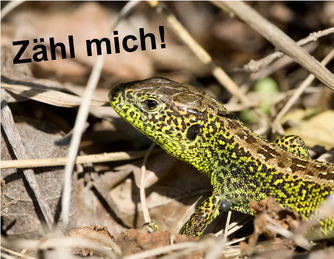 Zauneidechse, Foto: Frank Derer