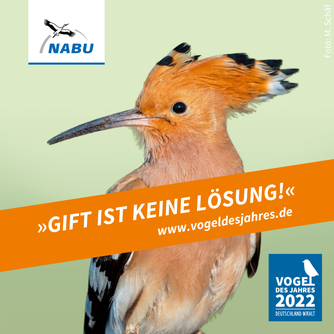 Der Wiedehopf ist Vogel des Jahres 2022. Foto: M Schäf